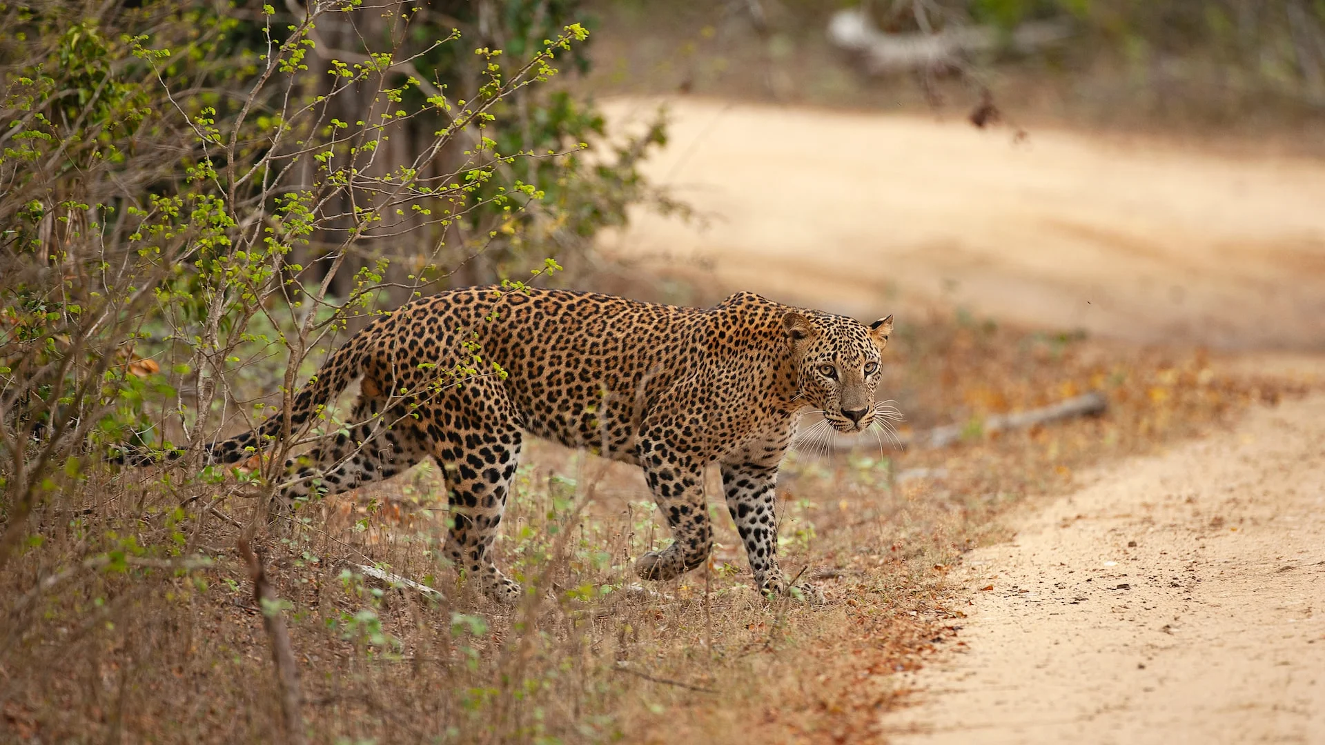 Yala leopard 4